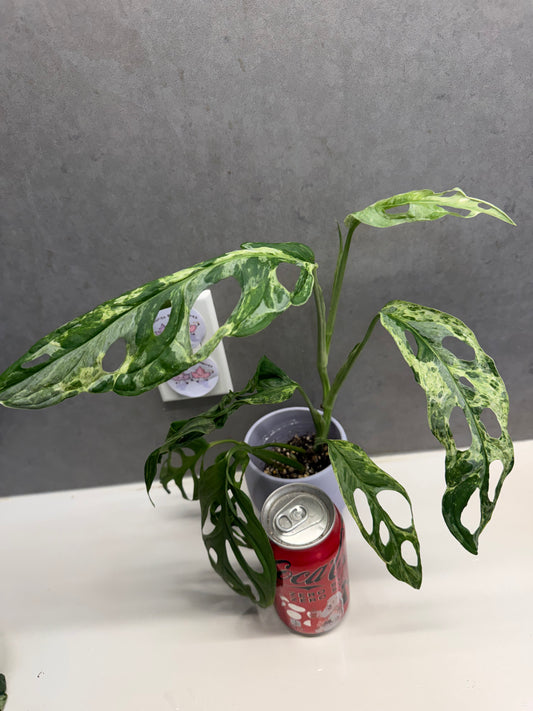 🌿Monstera adansonii Mint variegata