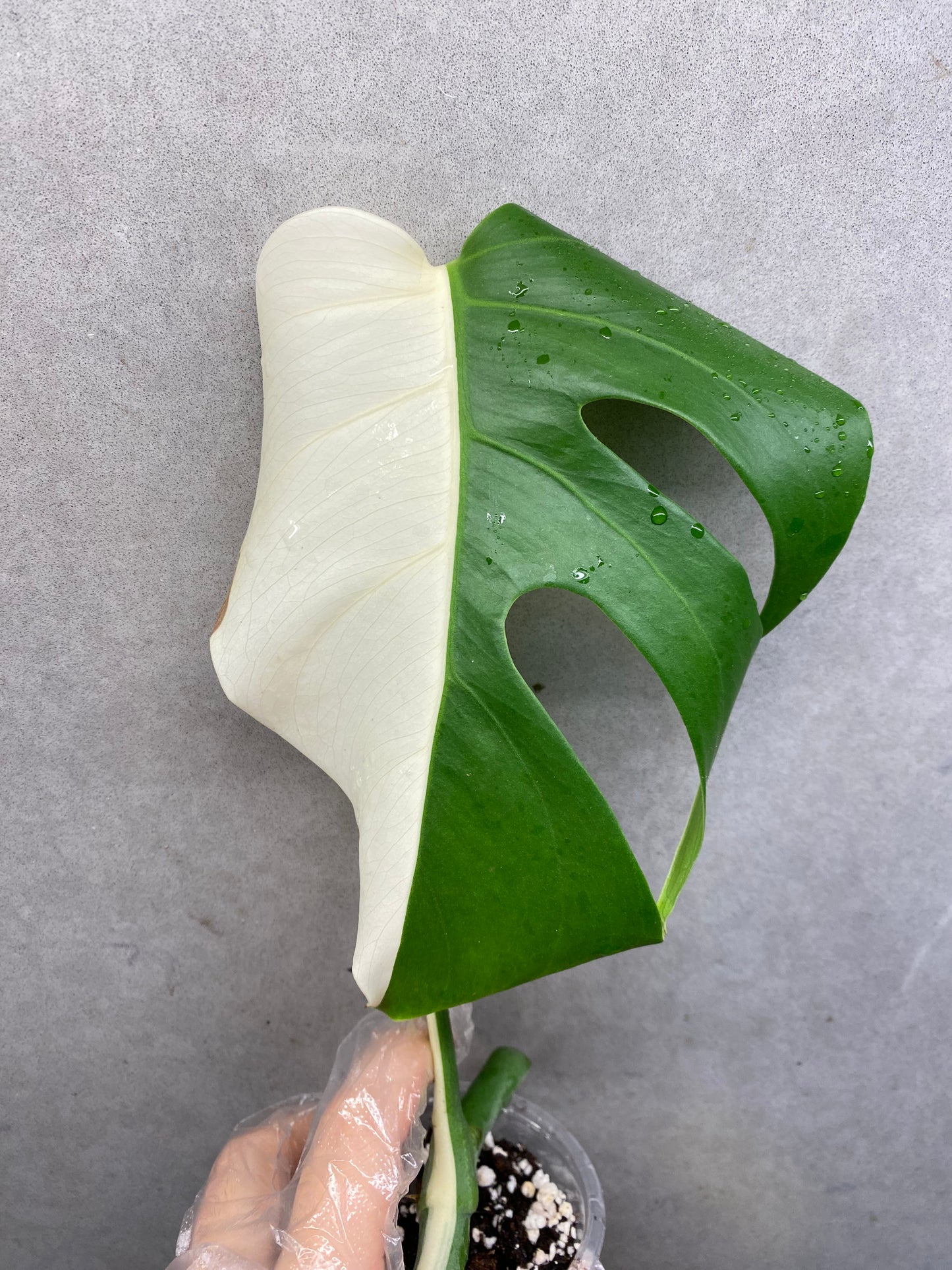 🌿 Monstera Albo