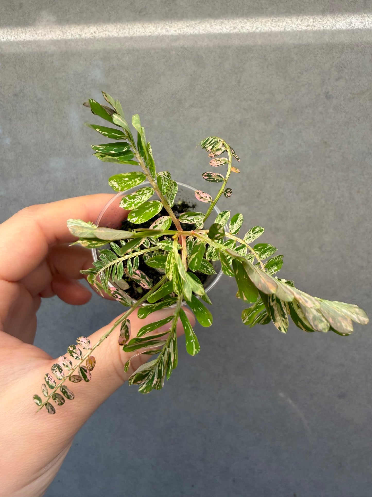 🌸Phyllanthus Urinaria Pink Variegated