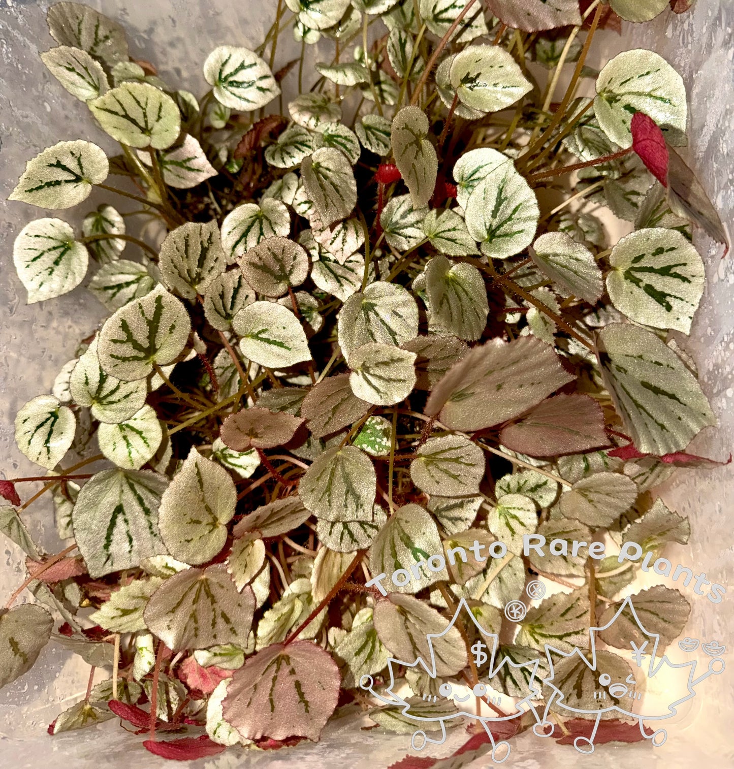 🌿 Begonia 'Martin Mystery'