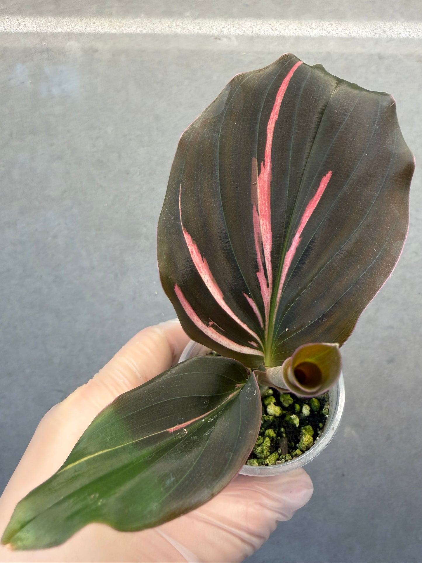 🌸Kaempferia pulchra Pink variegata