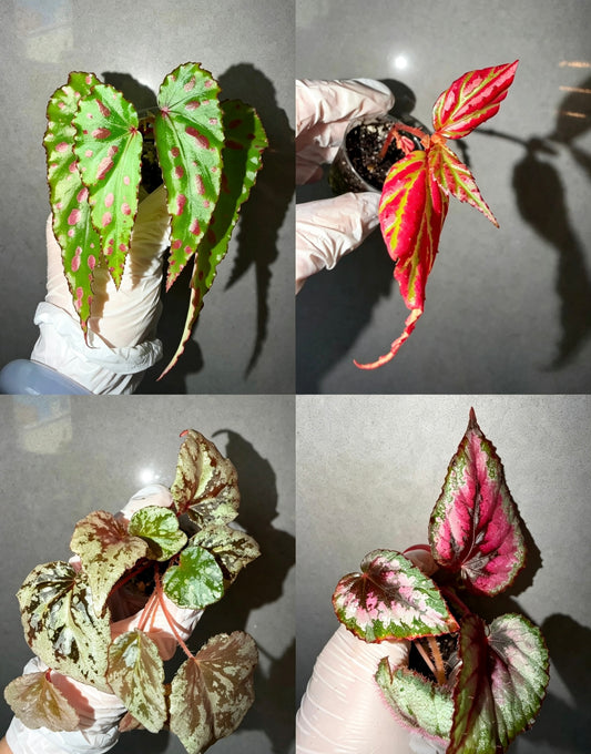 Begonia 4 Combo：sp. Sabah Pink➕ Pink Lava➕ chocolate milk➕Rex