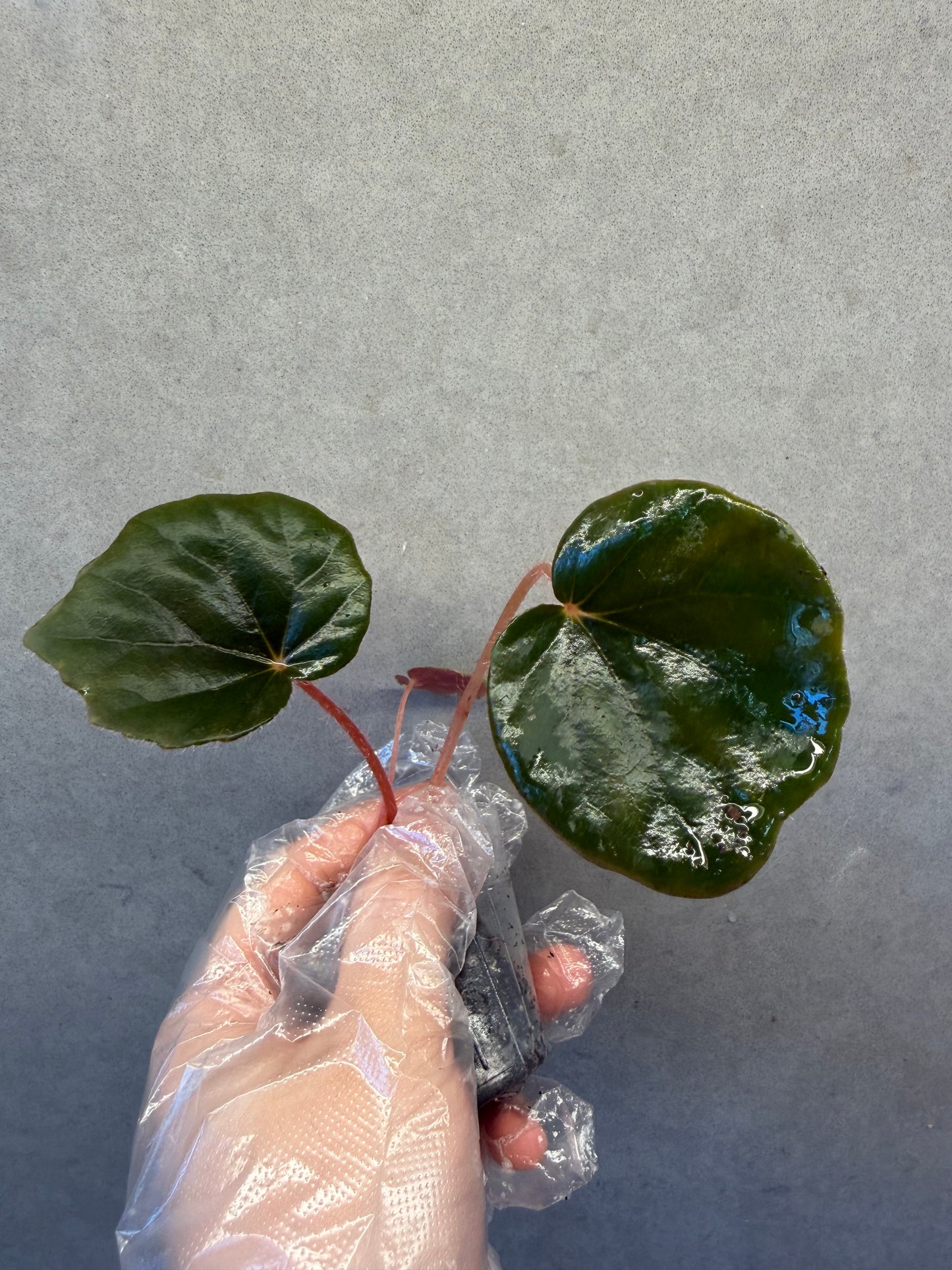 🌿Begonia Red Noid
