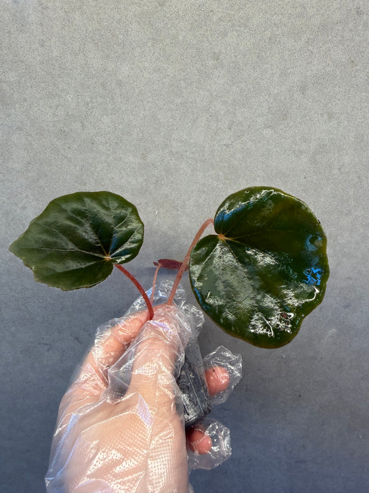 🌿Begonia Red Noid