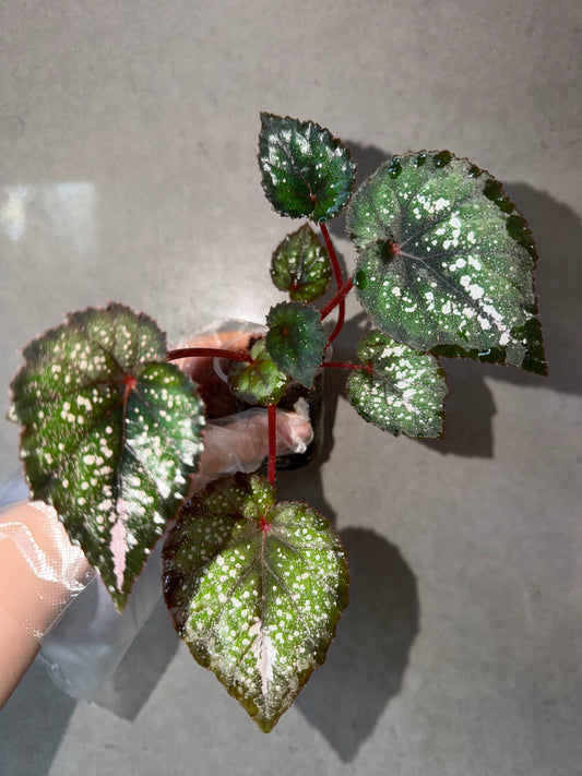 🌃 Begonia 'Blue Danube'