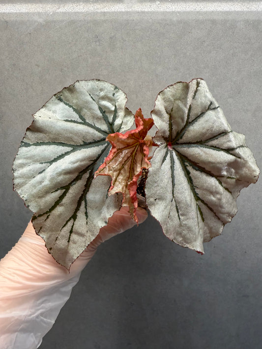 🌿Begonia looking glass