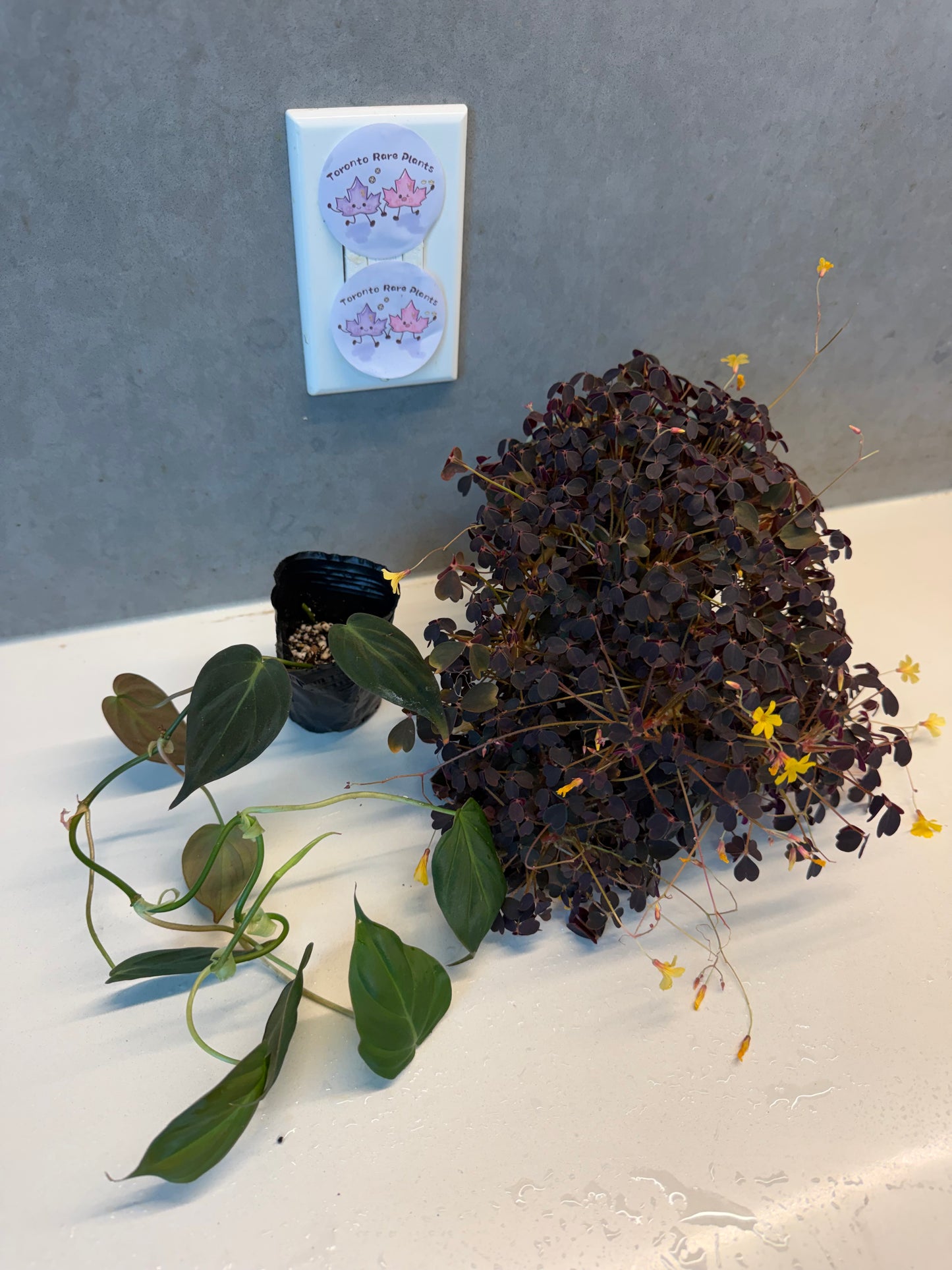 Oxalis➕Mican Combo（Only GTA）
