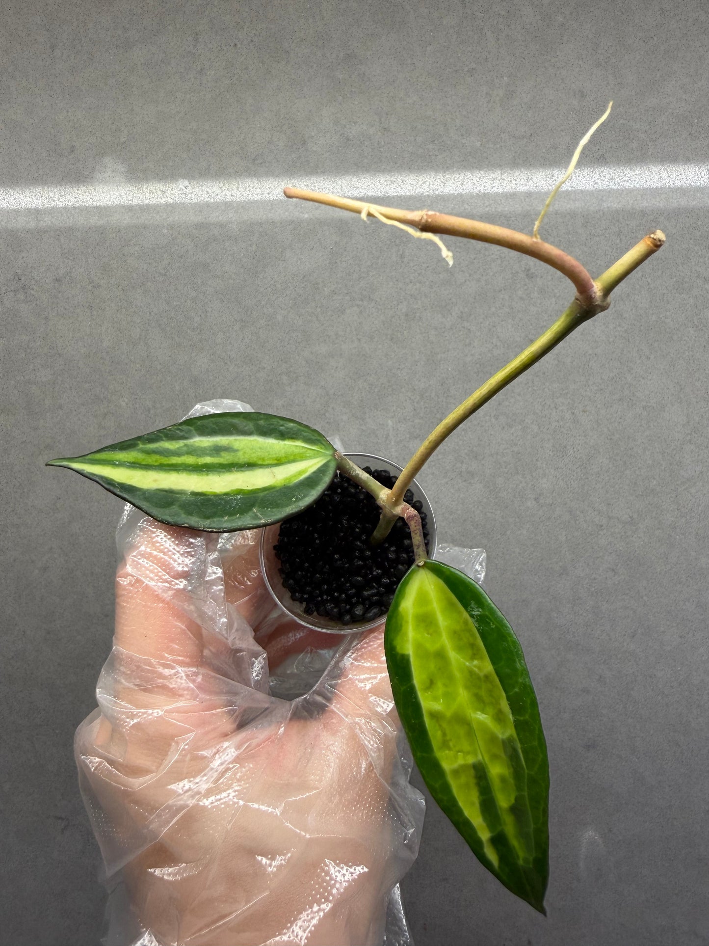 Hoya latifolia 'Pot of Gold'