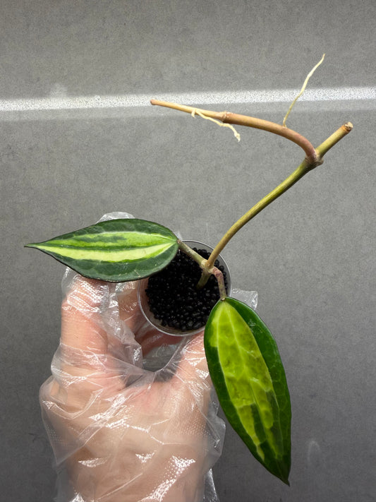 Hoya latifolia 'Pot of Gold'