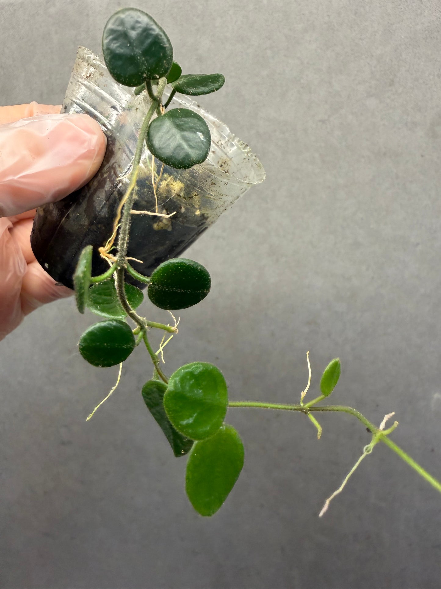🌿 Hoya Tengchongensis
