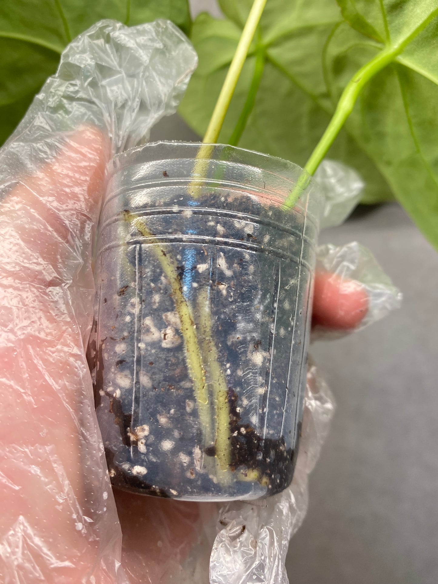 🌿 Anthurium Crystallinum Dark Form × Papi