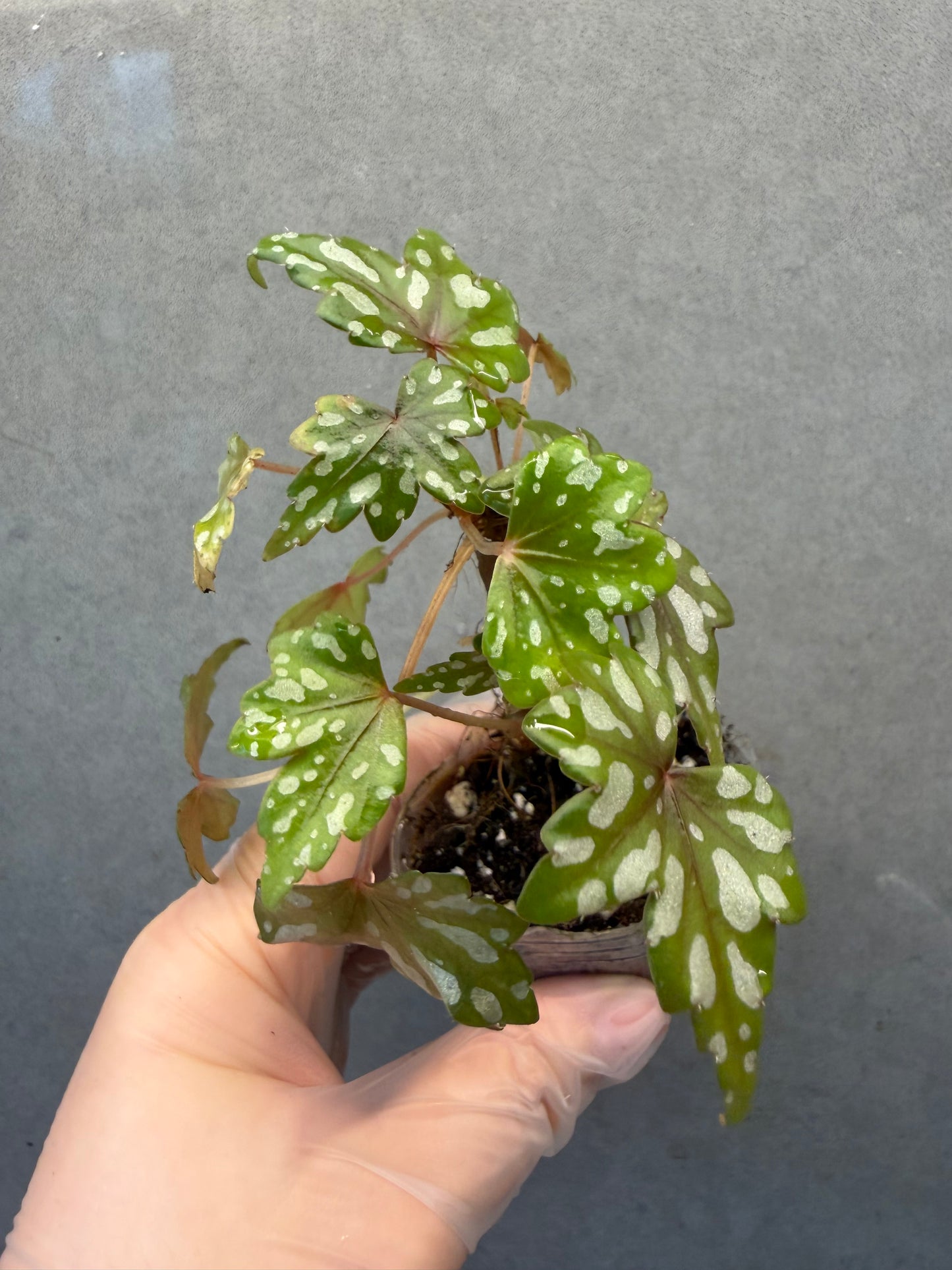 🌿 Begonia Dregei