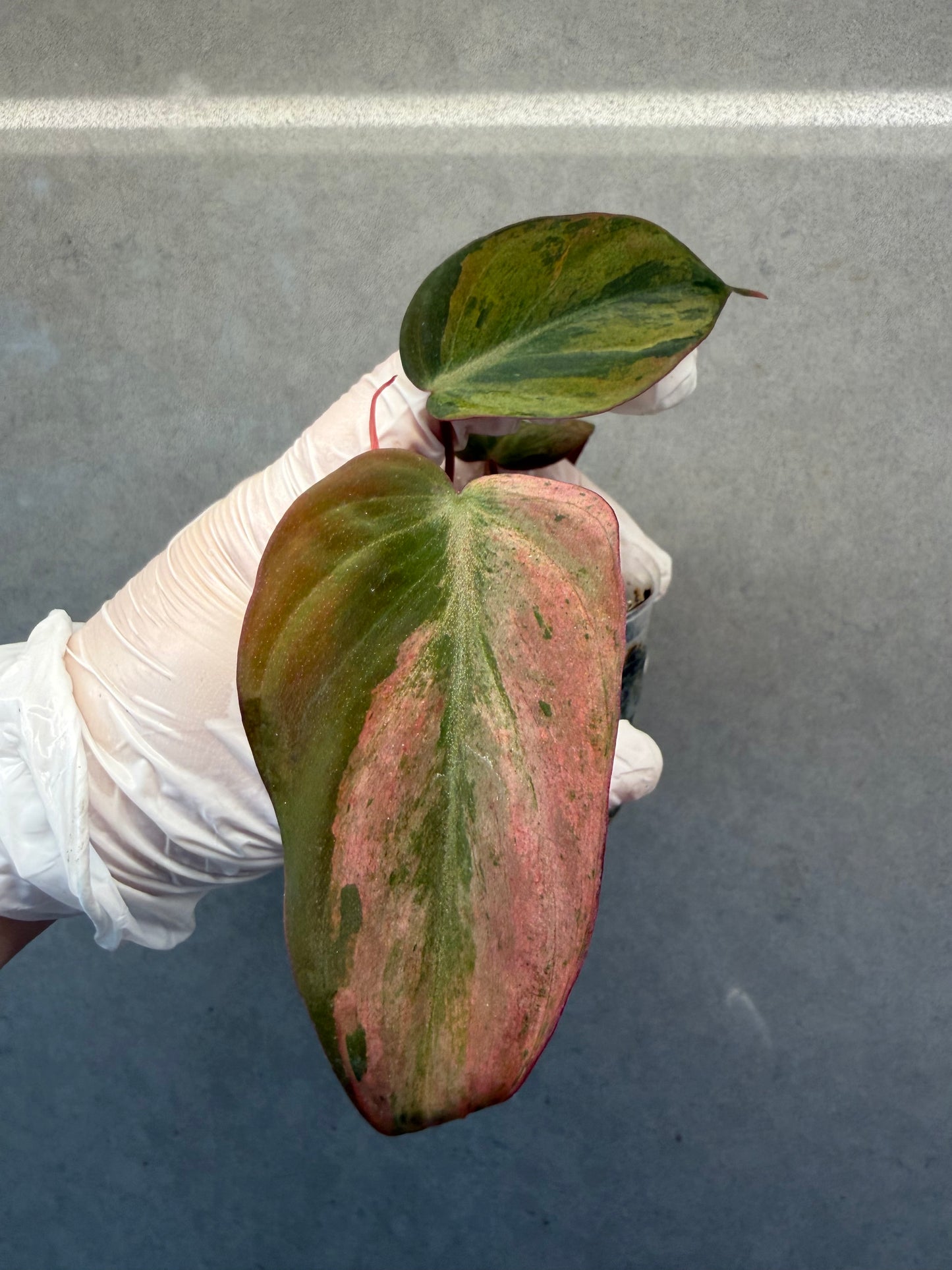 🩷 Philodendron Mican Pink Mint Var