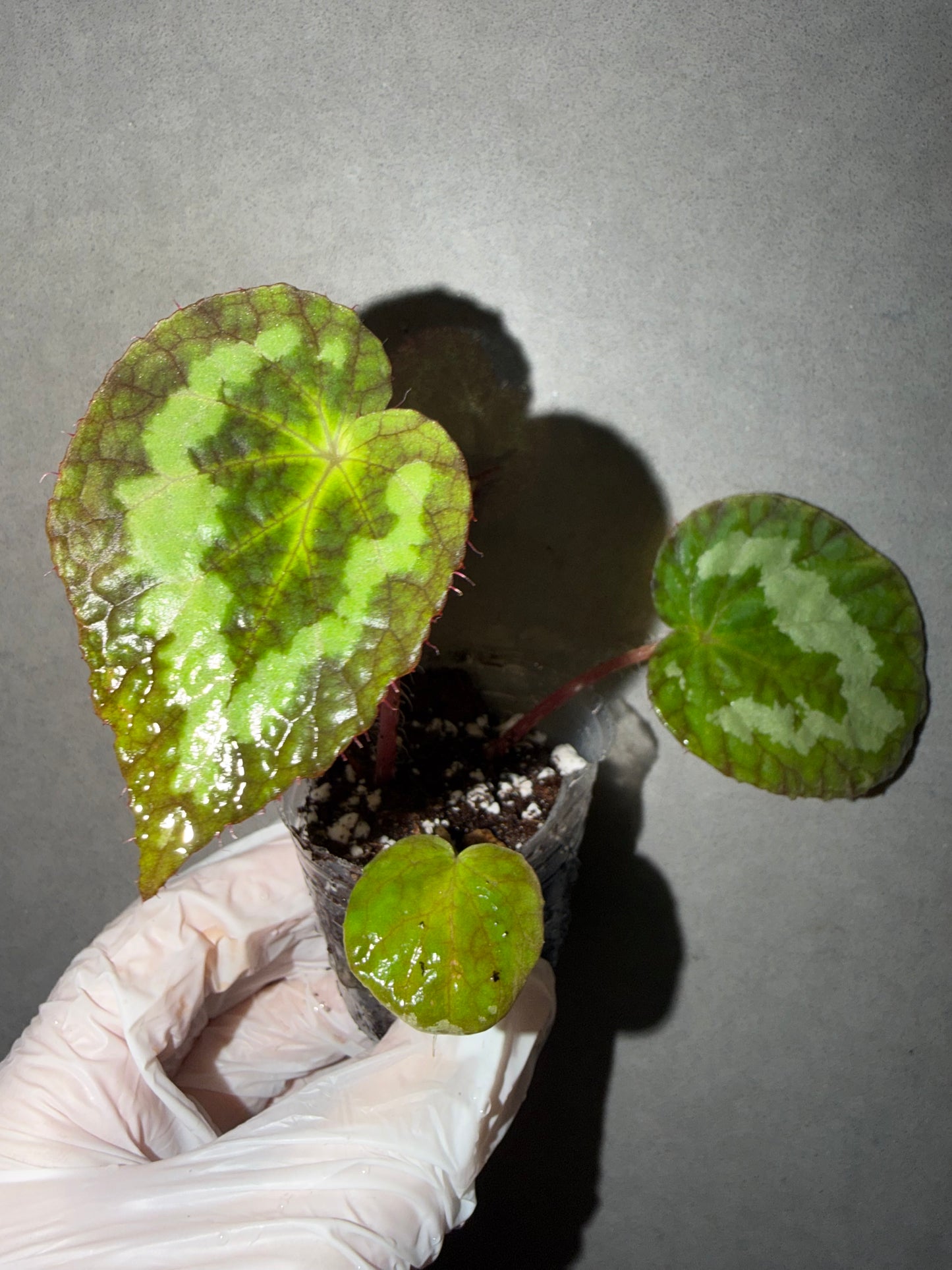 🌿Begonia sizemoreae