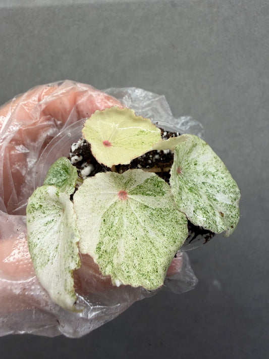 🌿 Begonia 'Rouge' Variegated
