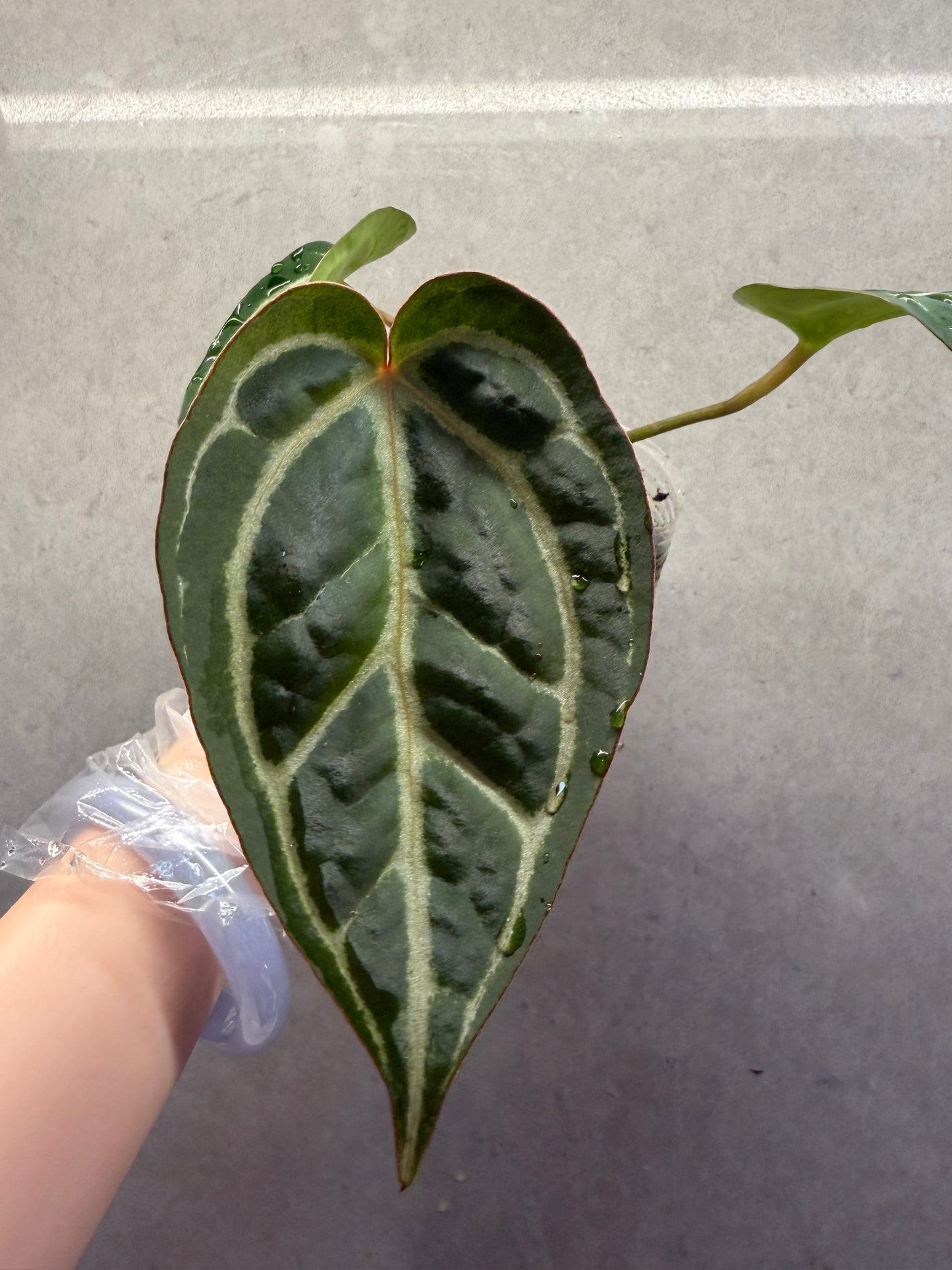 🌿 Anthurium SKG Red Crystallinum