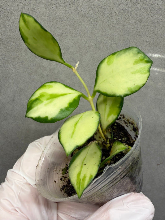 🌿Hoya Heuschkeliana