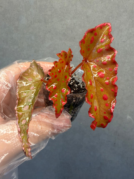 🌿 Begonia Amphioxus * Darthvaderiana