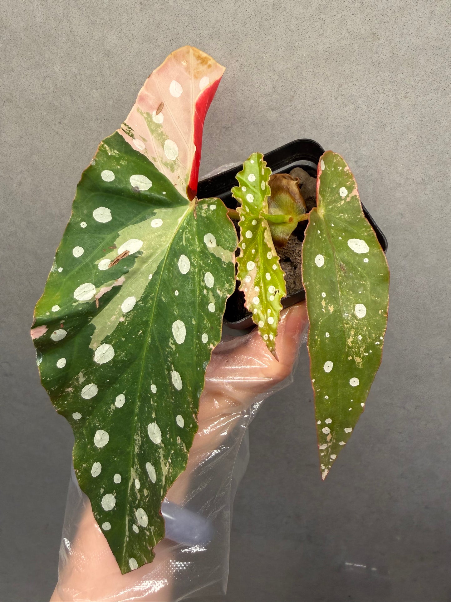 🌿Begonia maculata ‘Pink Variegata’