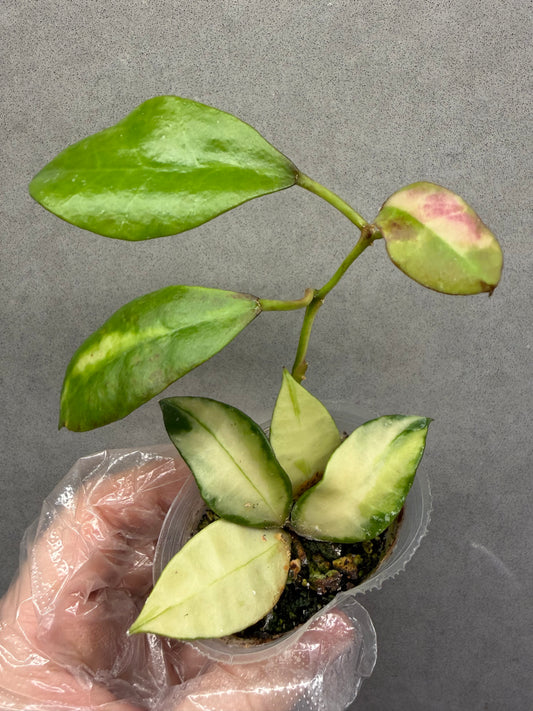 🌿 Hoya walliana variegated