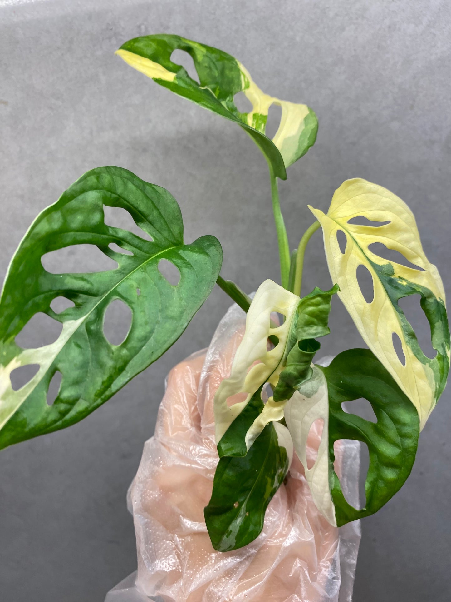 🌿 Monstera adansonii 'Albo Variegated'