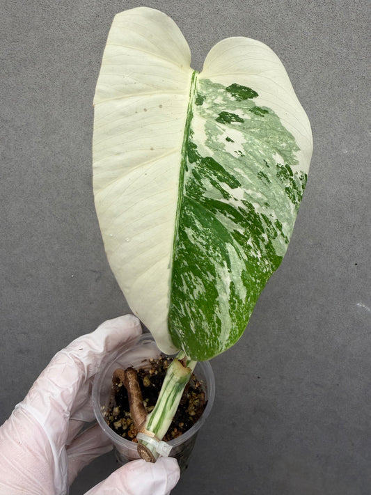 🌿Monstera Albo