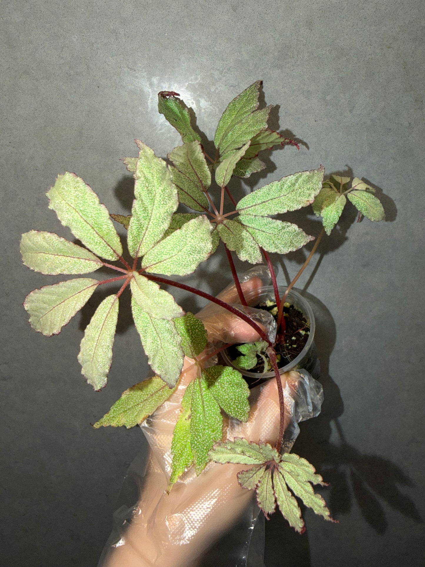 Begonia ‘Frost Star’ ✨