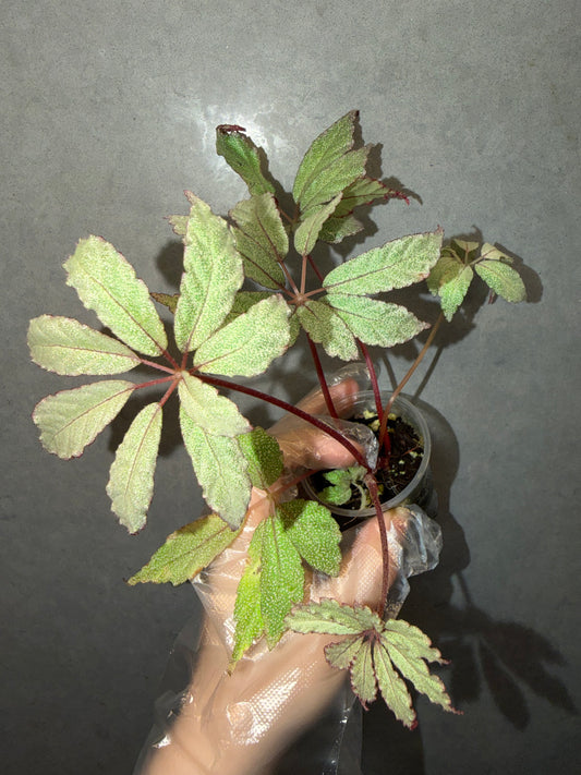 Begonia ‘Frost Star’ ✨