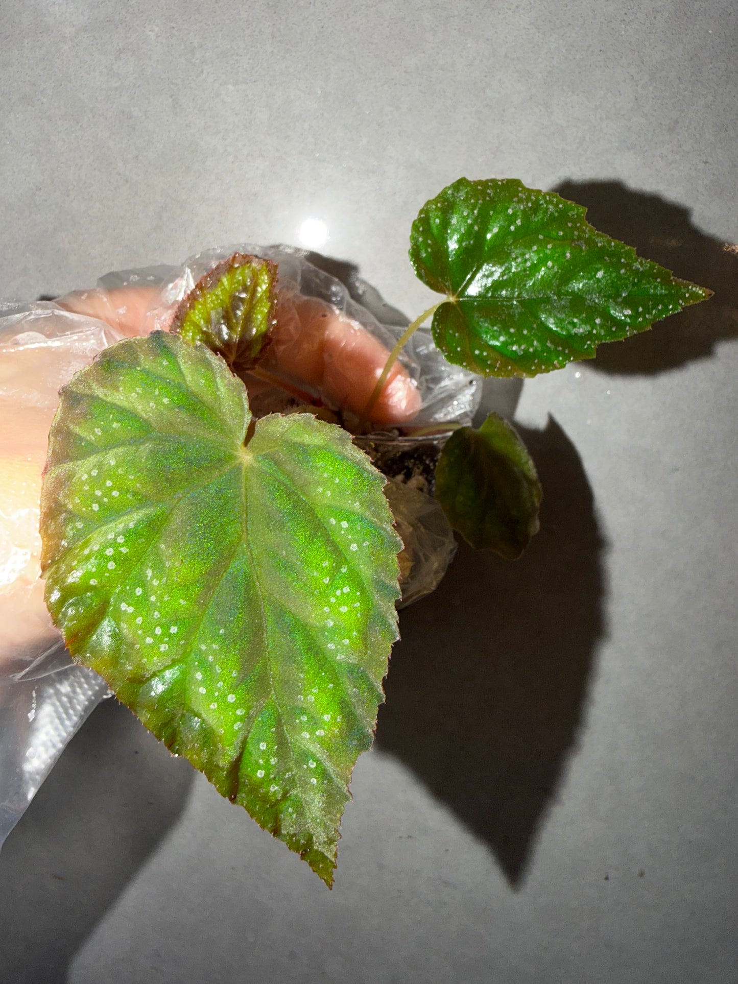 💙 Begonia pavonina hybrid