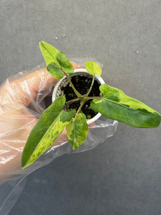 Alocasia Lauterbachiana Variegated
 （Purple Sword Var.）