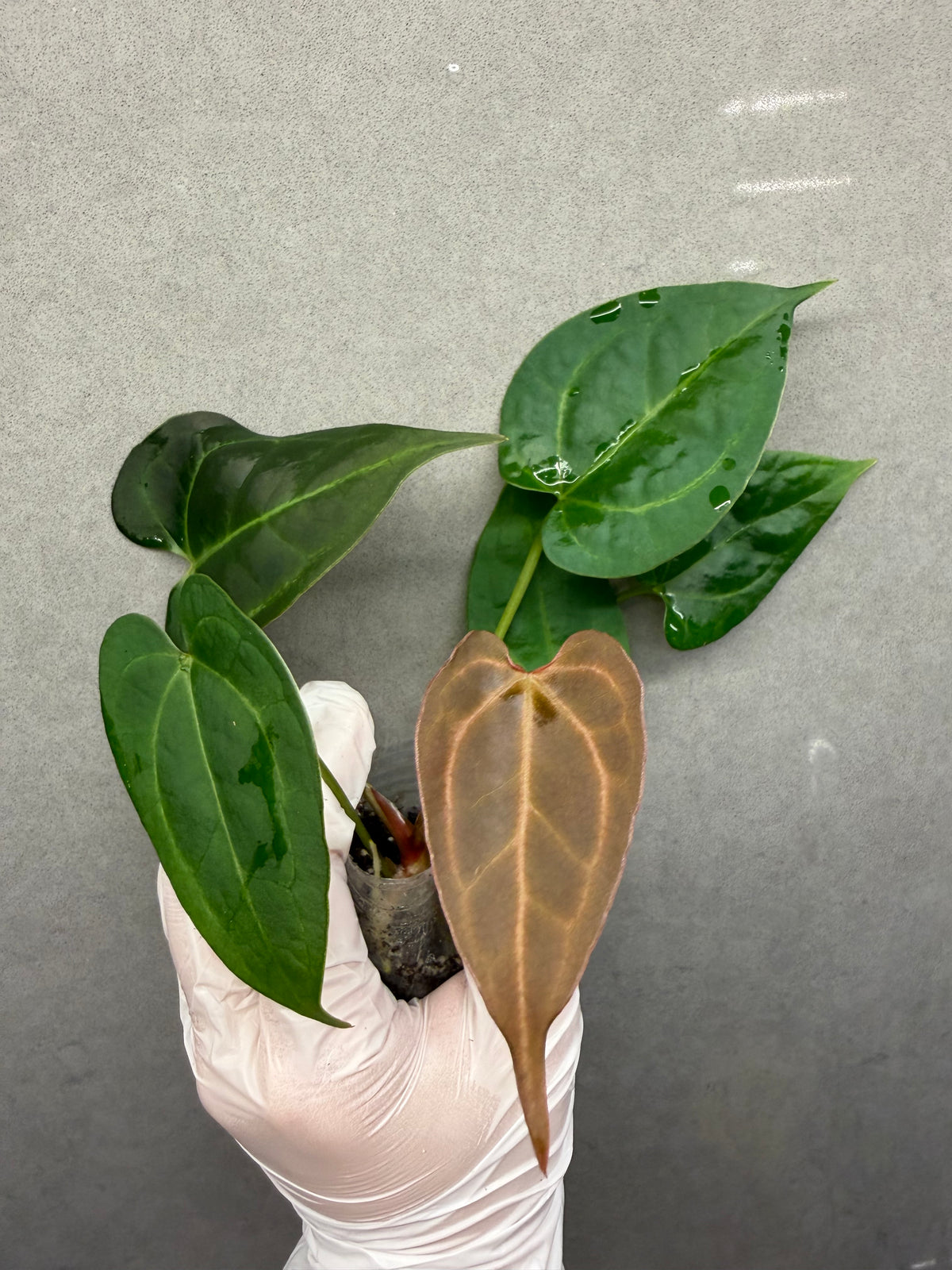 🌿Anthurium Aos* forgetii x papi