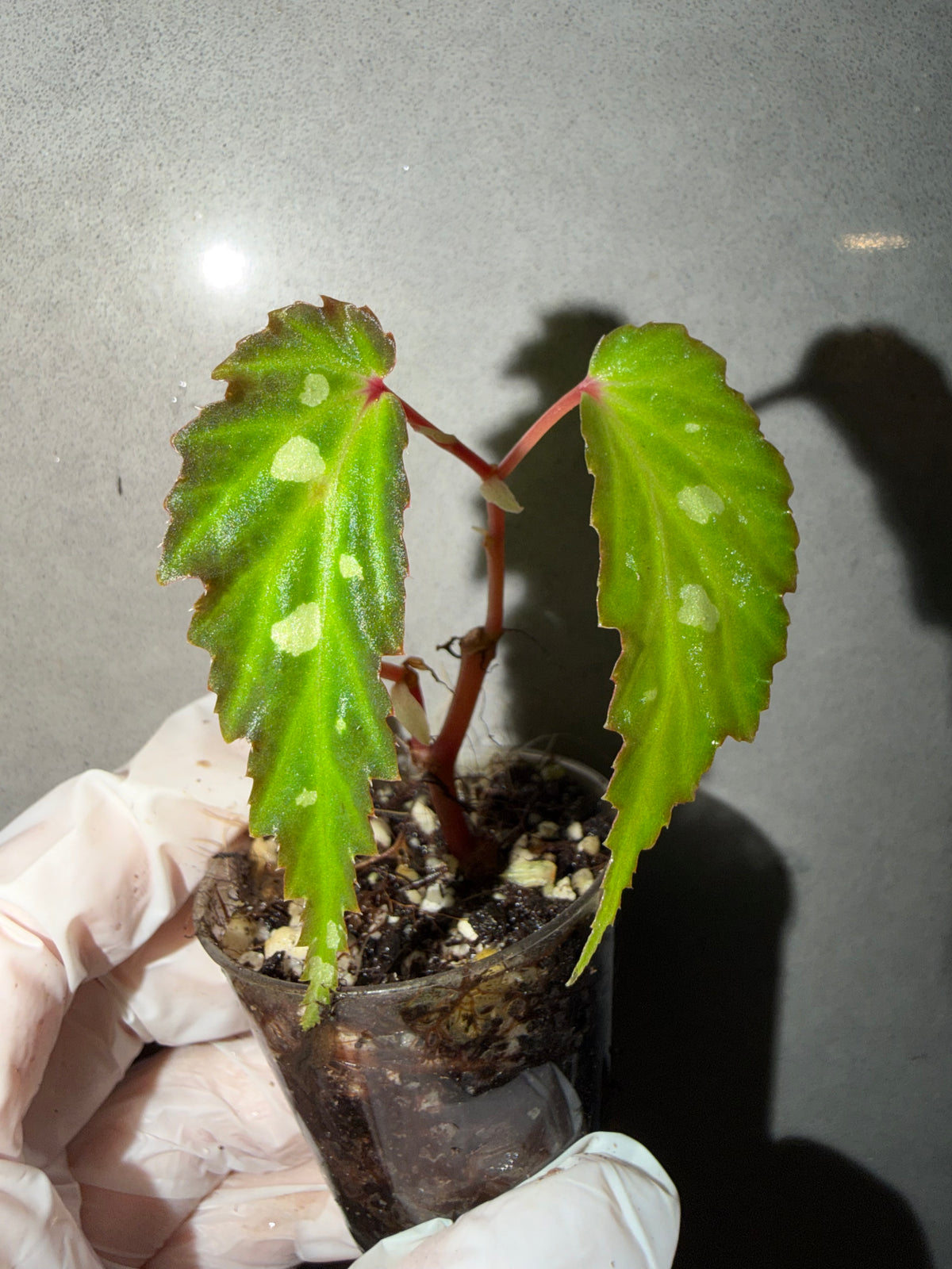 🌿Begonia sp. Mantuk