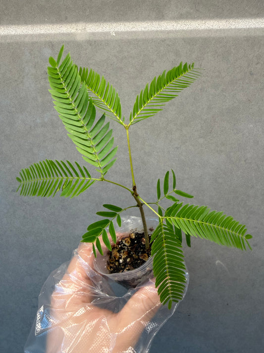 🌿 Cojoba arborea