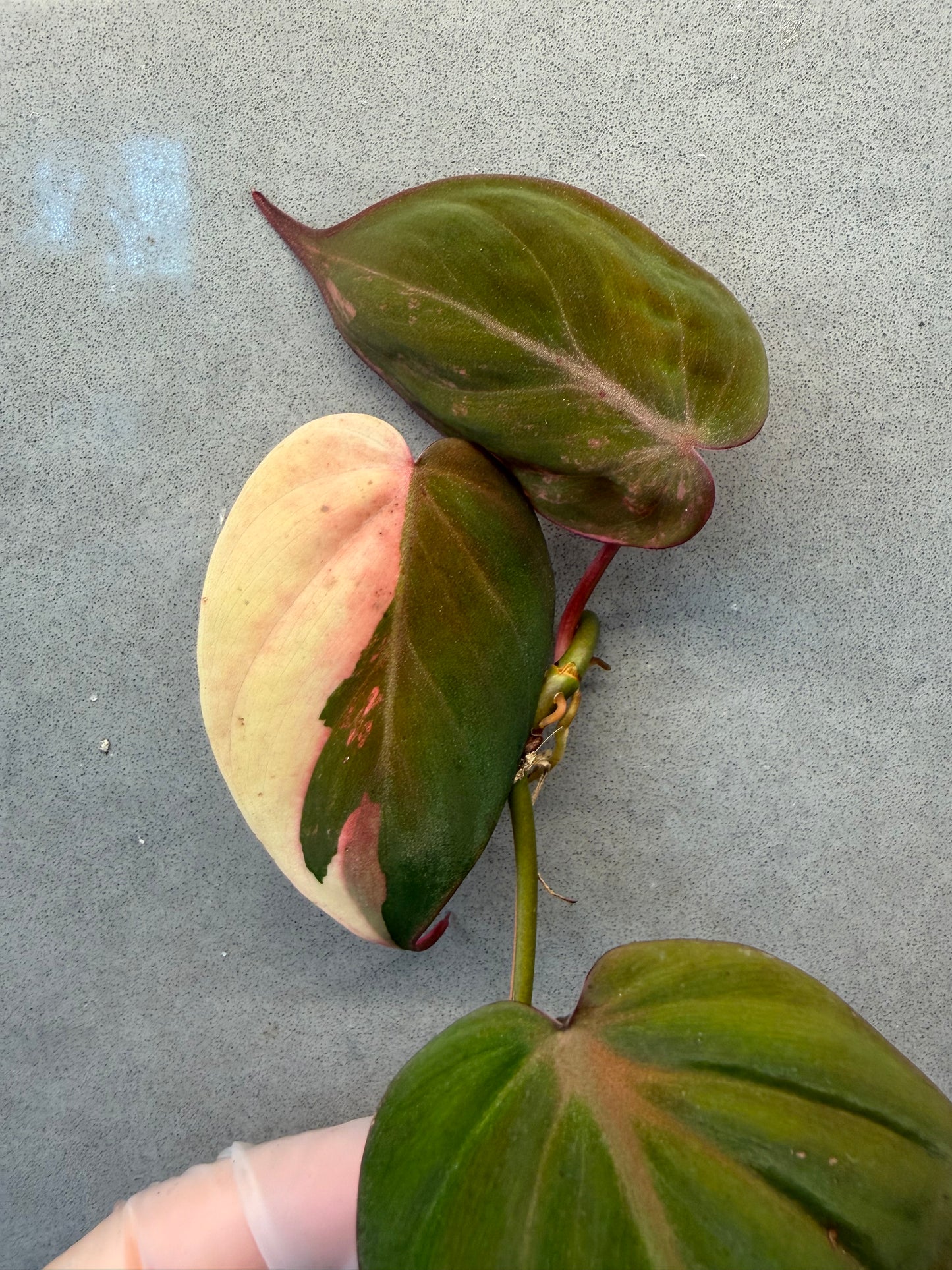 🌿Philodendron Micans Variegated