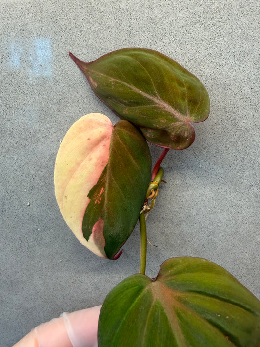 🌿Philodendron Micans Variegated