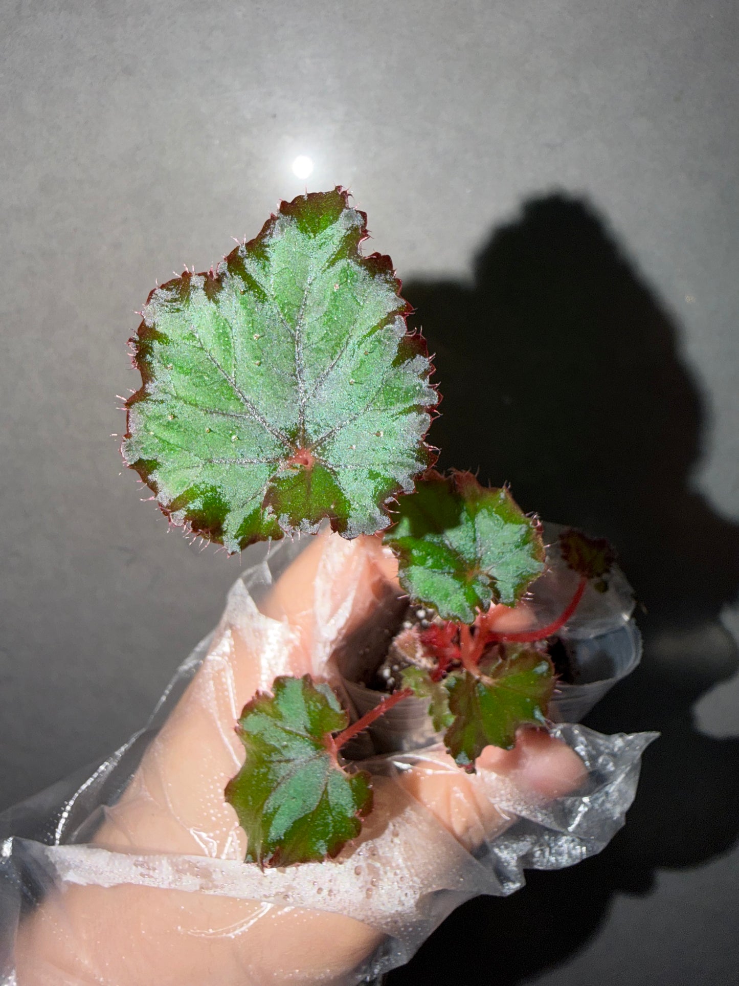 🌿Begonia ‘DS-Cuba’