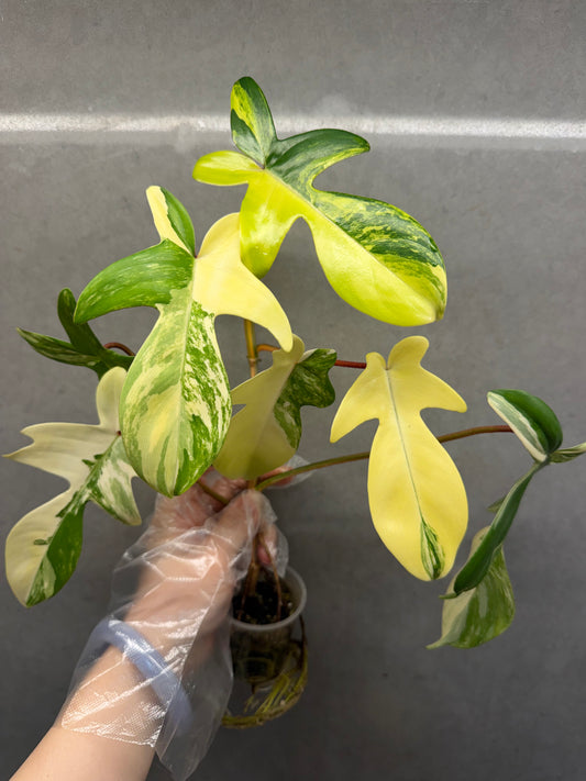 🌿Philodendron Florida Beauty