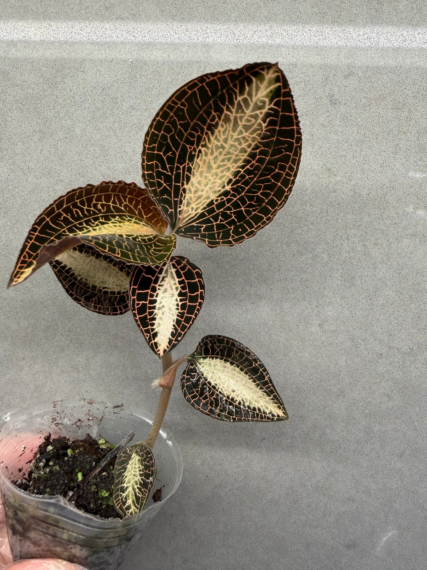 🌿Anoectochiluls roxburghii variegated