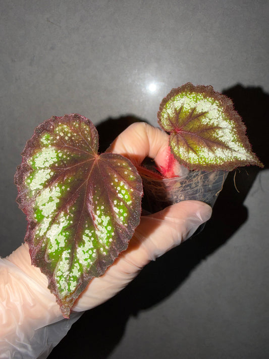 🌿Begonia ’Helen Lewis‘