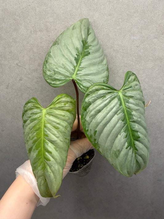 🌿Philodendron Sodiroi