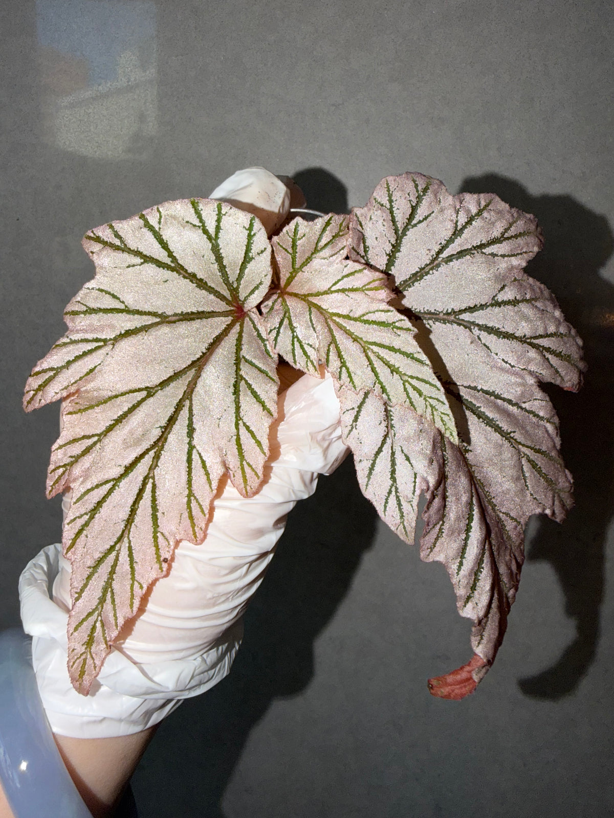 Begonia 5 Combo：Lamoon➕ sp. Sarawak ➕Dolce Vita➕ Carnival➕ Martin Mystery