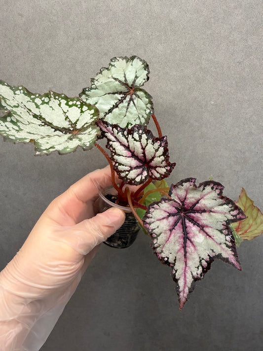 🌿 Begonia 'Robert Golden'