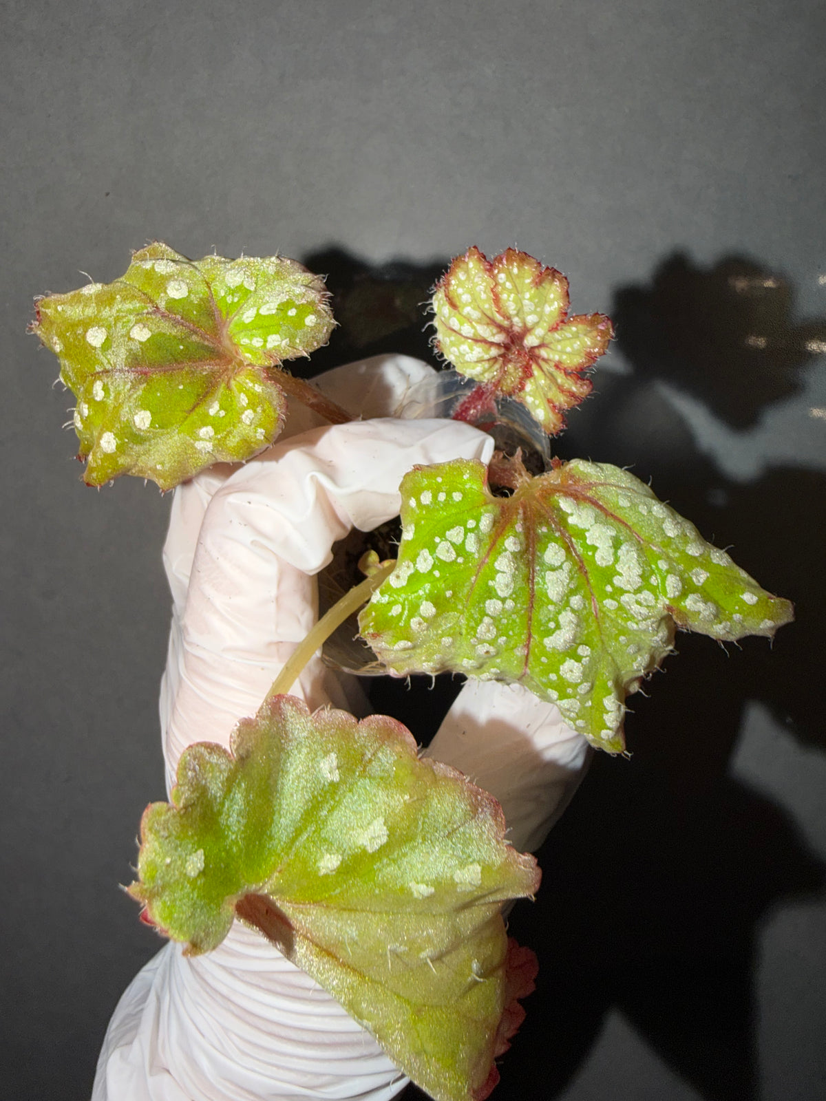 🌿Begonia Ryokuha