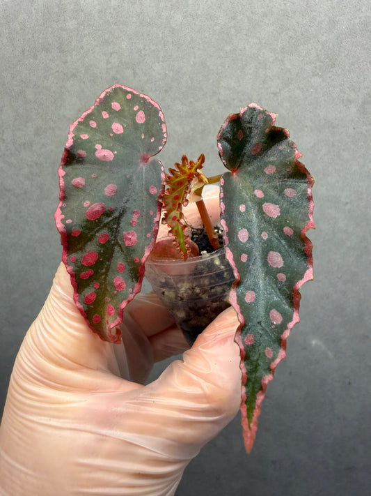 🌿 Begonia Darthvaderiana × Amphioxus