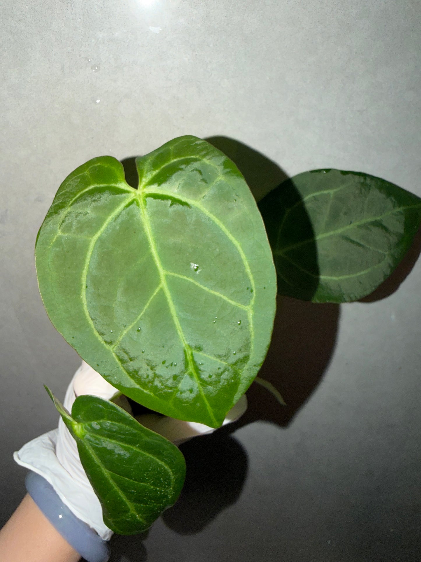 🌿Anthurium Black Crystallinum*Magnificum