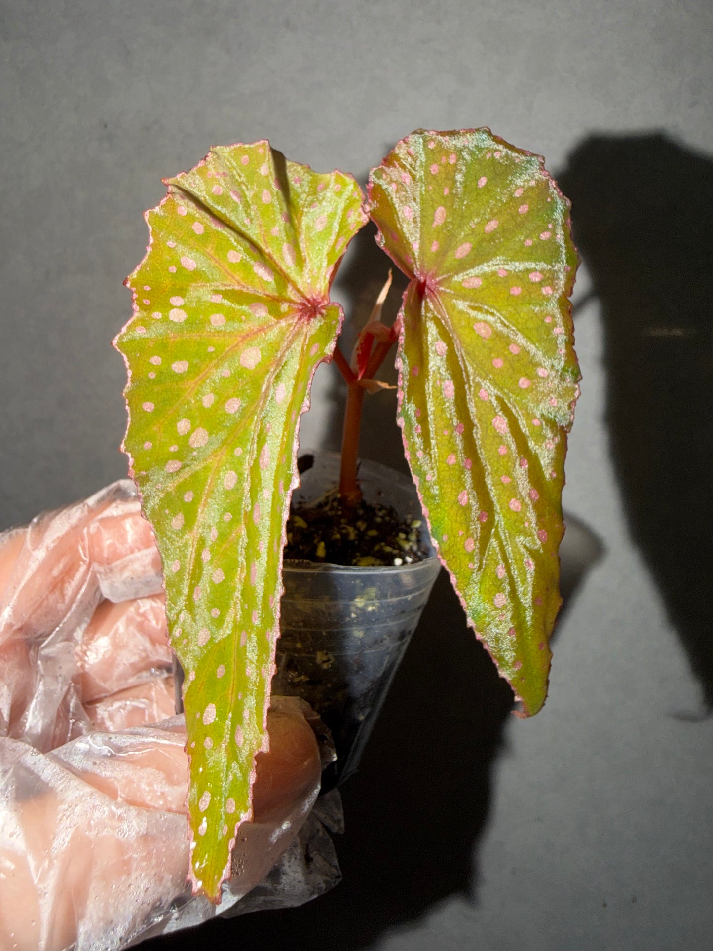 🌿 Begonia malachosticta
