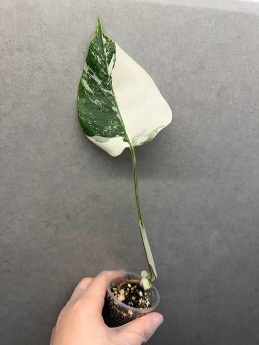 🌿Monstera Albo
