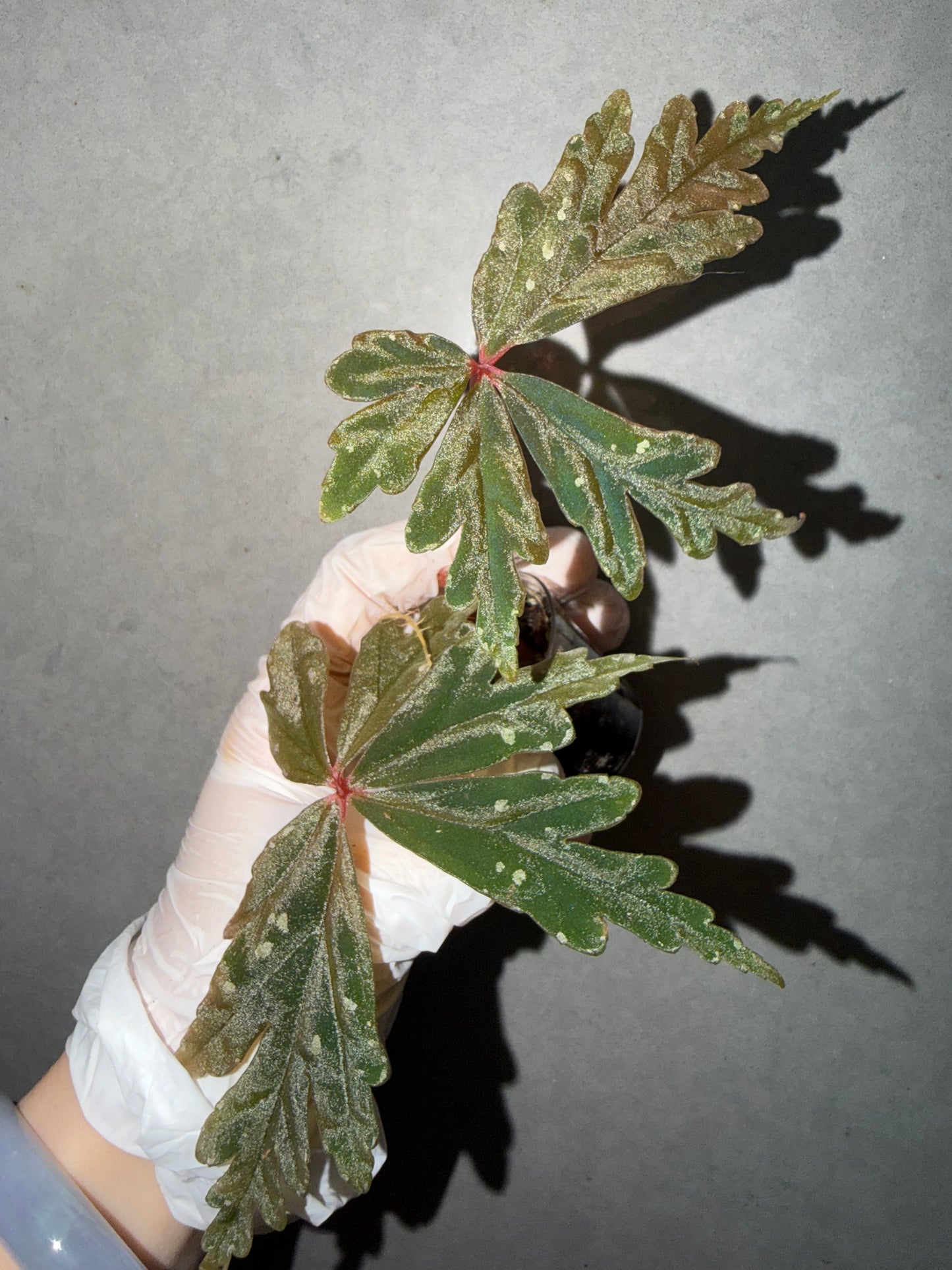 🌿Begonia polilloensis Hybrid 🦚✨