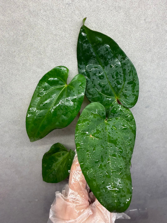 🌿Anthurium Aos* RDVP