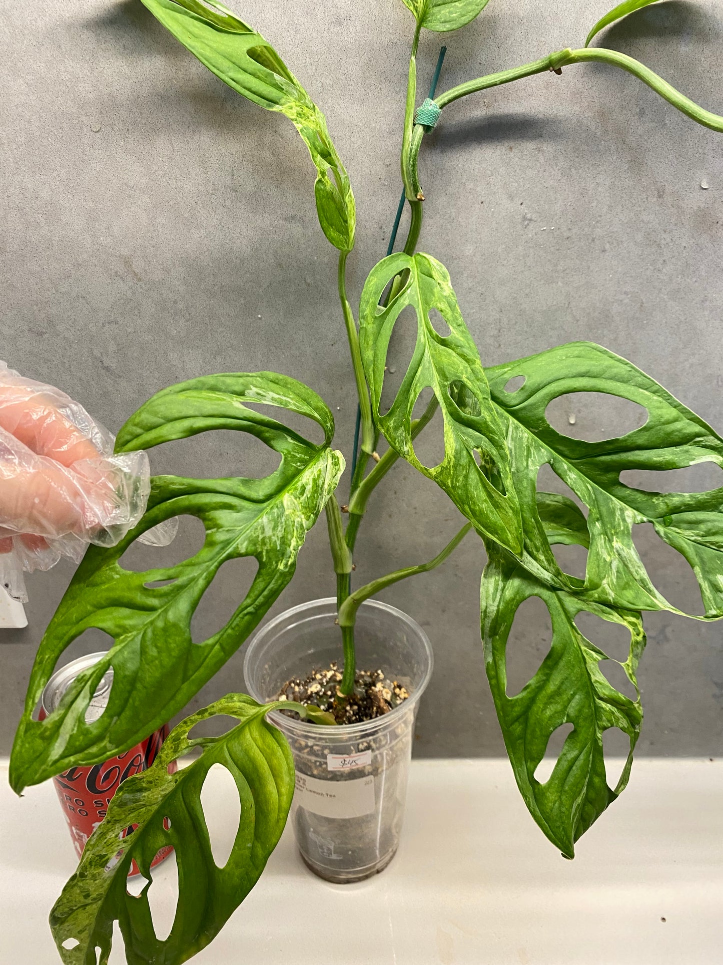 Monstera adansonii ‘Mint Variegated’ very big（GTA ONLY）